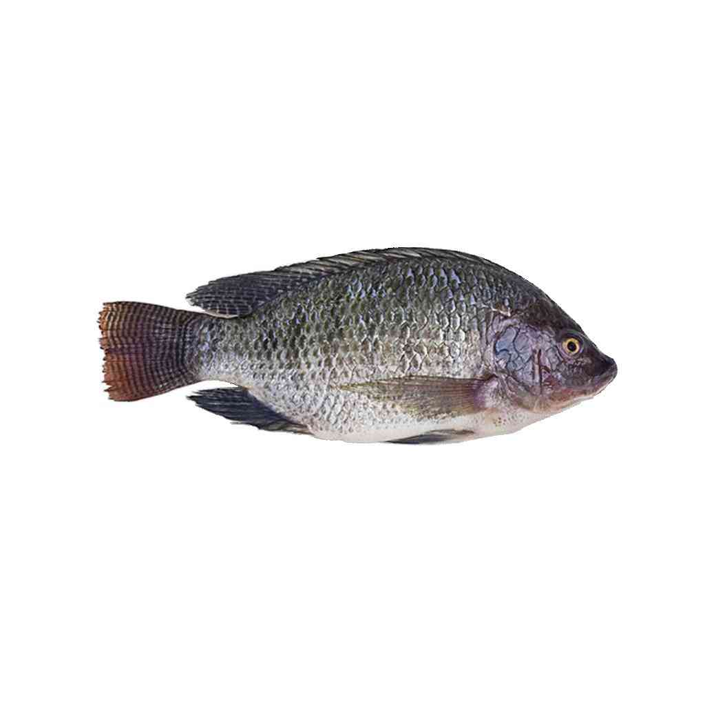 Tilapia