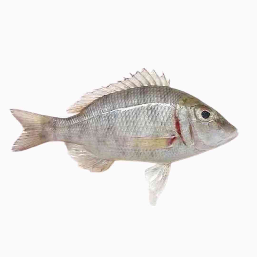 Vilai meen (Emperor Fish)