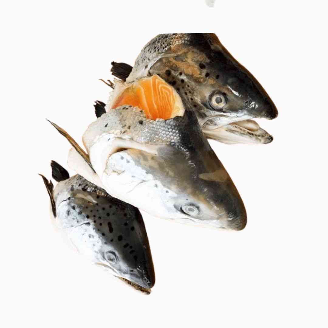 Salmon Head (Price per Piece)