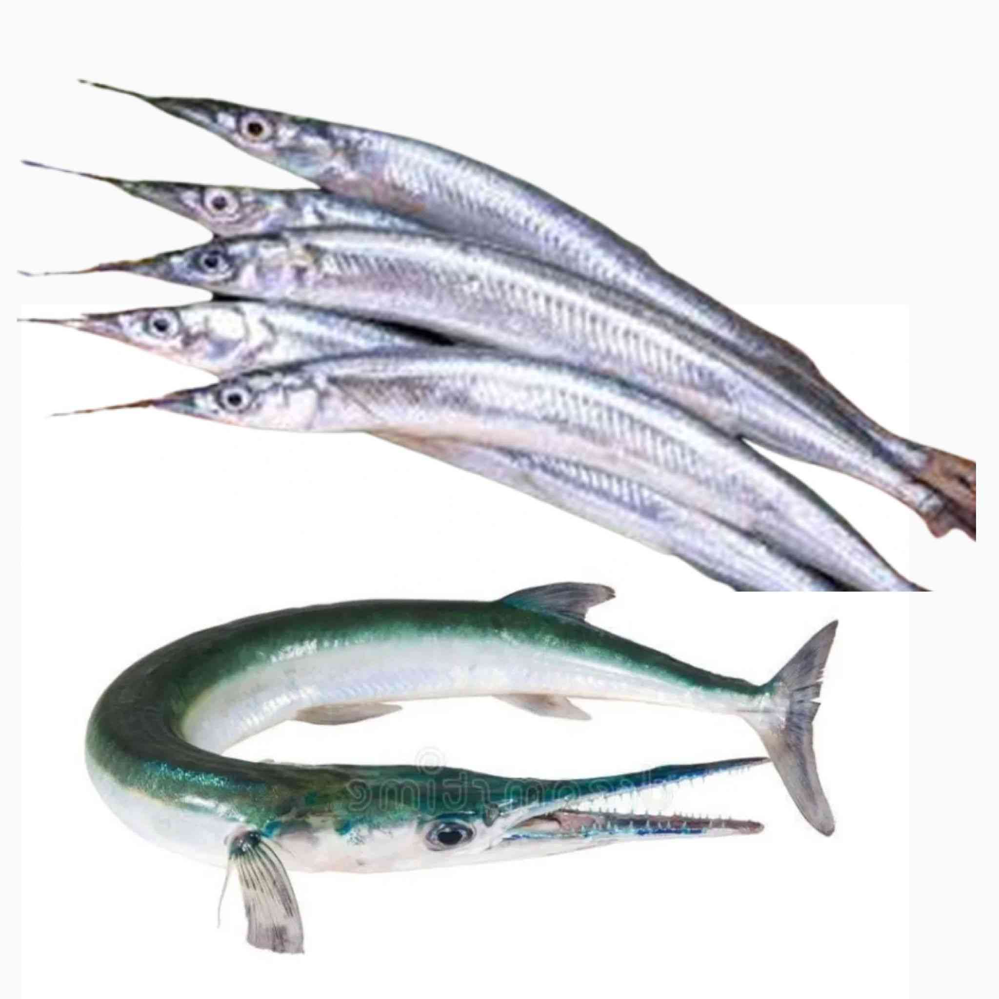 Mural Fish / Barracuda (/kg)